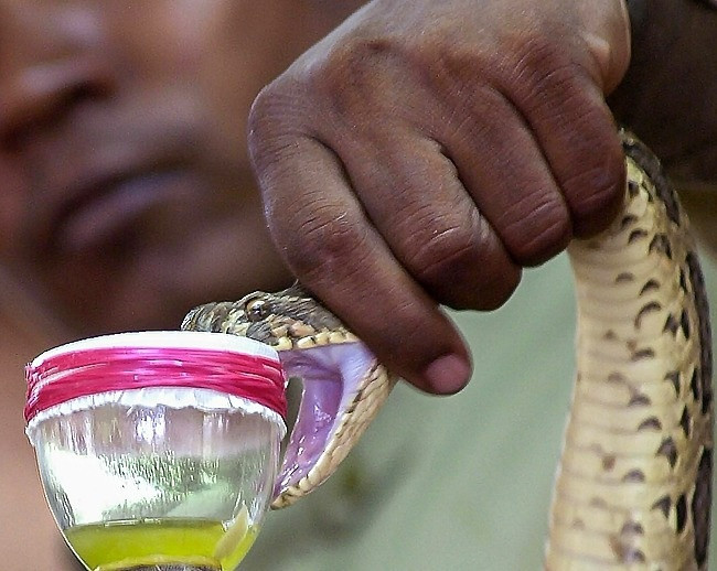the-7-most-expensive-liquids-on-the-planet-the-most-expensive-scorpion-venom-2133-billion-vnd-liter-picture-2-EOSf7k1fj.jpg