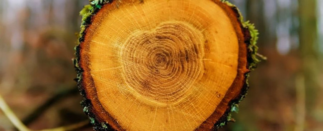 found-evidence-of-sun-storm-in-wood-rings-picture-1-wndoi4N1d.jpg